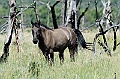 Mesa Verde-Viaggi_Animali